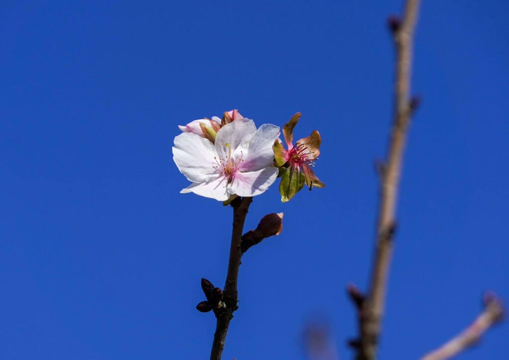 冬桜