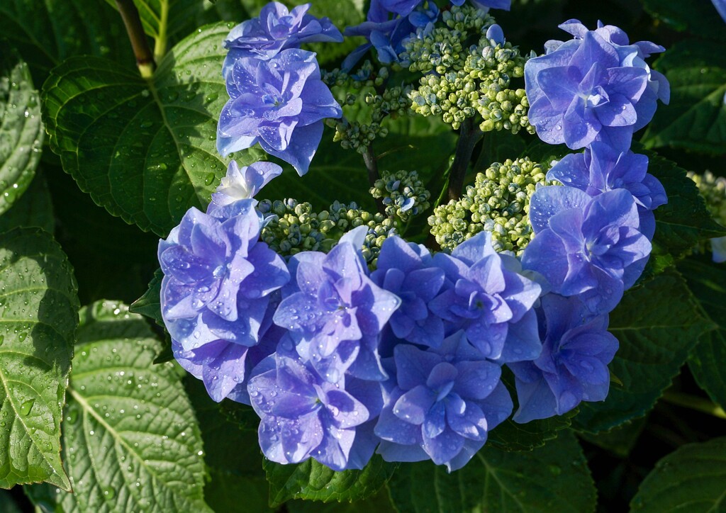 雨上がりのアジサイ①