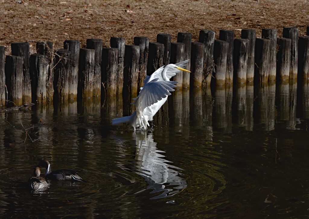 シラサギの舞い②
