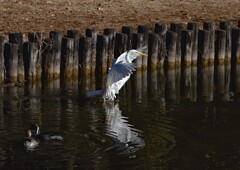シラサギの舞い②