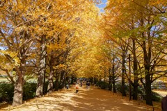 かたらいのイチョウ並木①