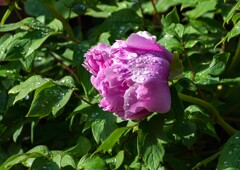 きのう・今日①