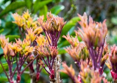 ボタンの成長記録①