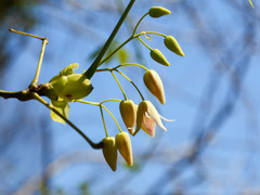 ムベの花