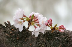 今年のソメイヨシノ⑥