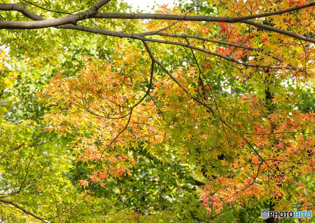 公園の紅葉①