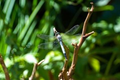 シオカラトンボ