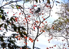 ナンキンハゼ③