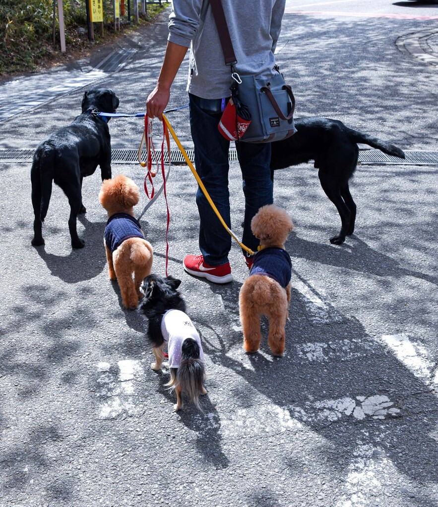 ワンコ様のお通りー