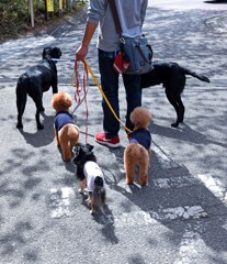 ワンコ様のお通りー