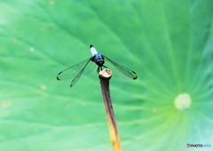 公園で撮った昆虫①