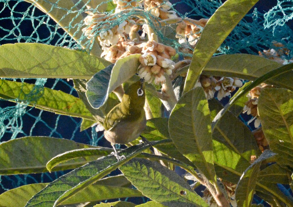 可愛い花泥棒①