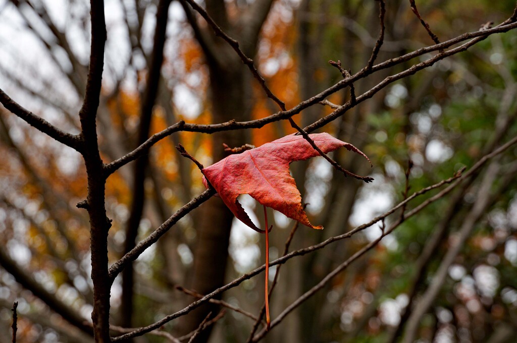 落ちたくなーいっ！
