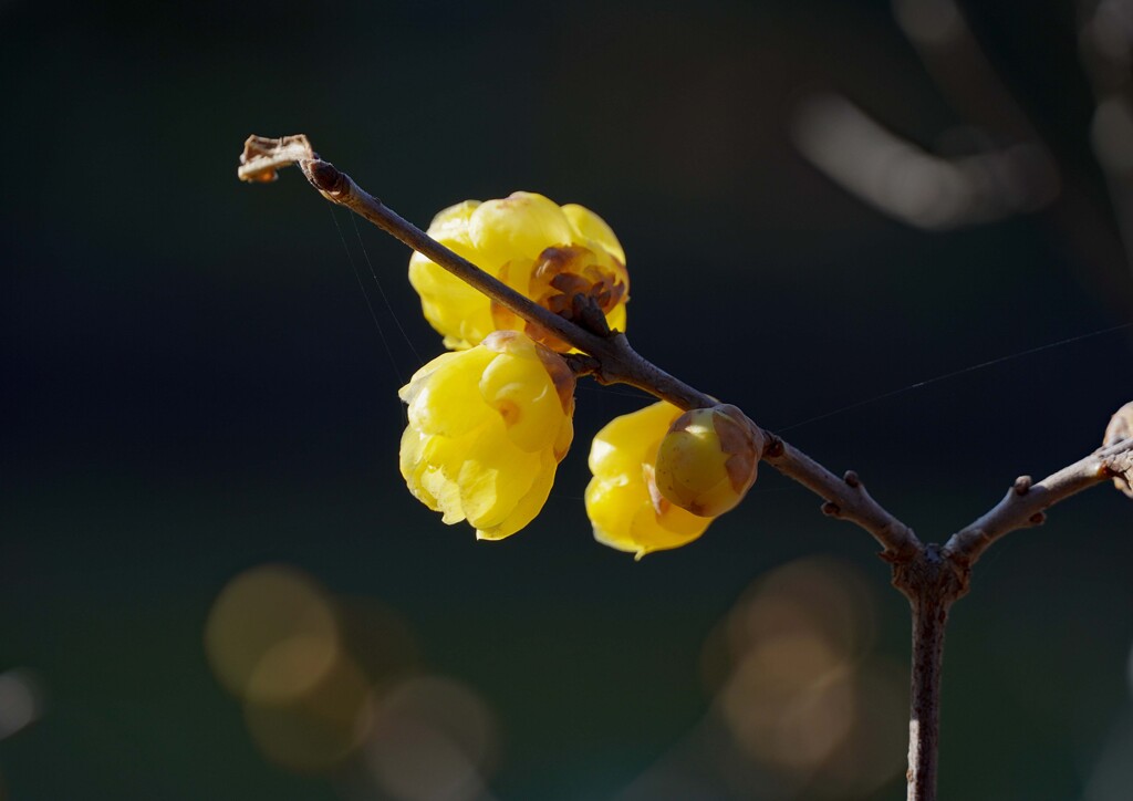 新年初撮り①