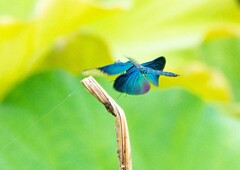 チョウトンボ④