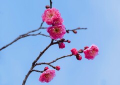 梅が咲いた～！①