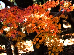 まだあった紅葉＆黄葉①