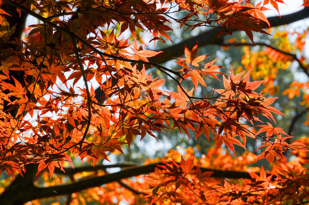 紅葉