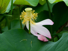 蓮花のあと②