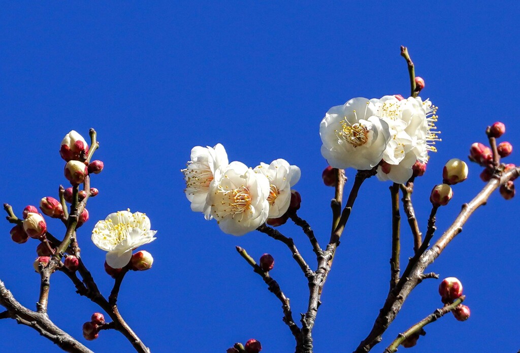 ♪ 梅が咲いた～ ②