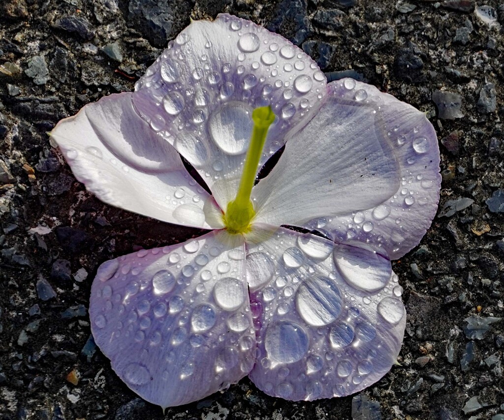 落花
