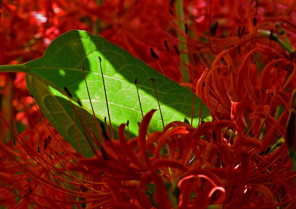 ヒガンバナ色々②