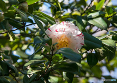 出遅れ花②