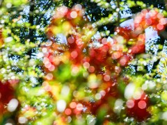 ピラカンサス②