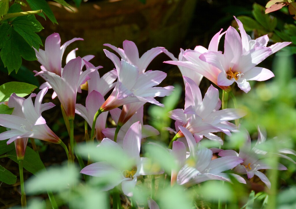 ナツズイセン②