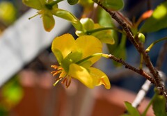 ミッキーマウスの花
