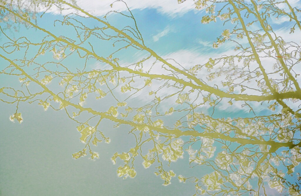 水面桜①