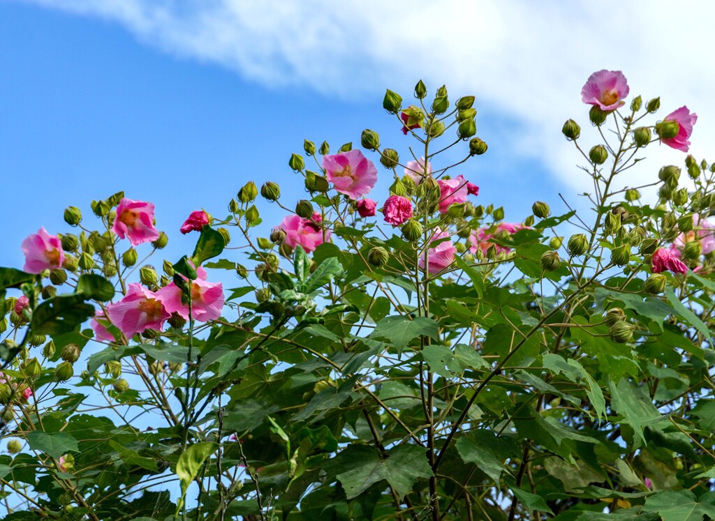 酔芙蓉①