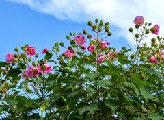 酔芙蓉①