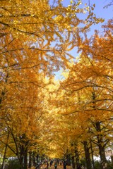 かたらいのイチョウ並木②