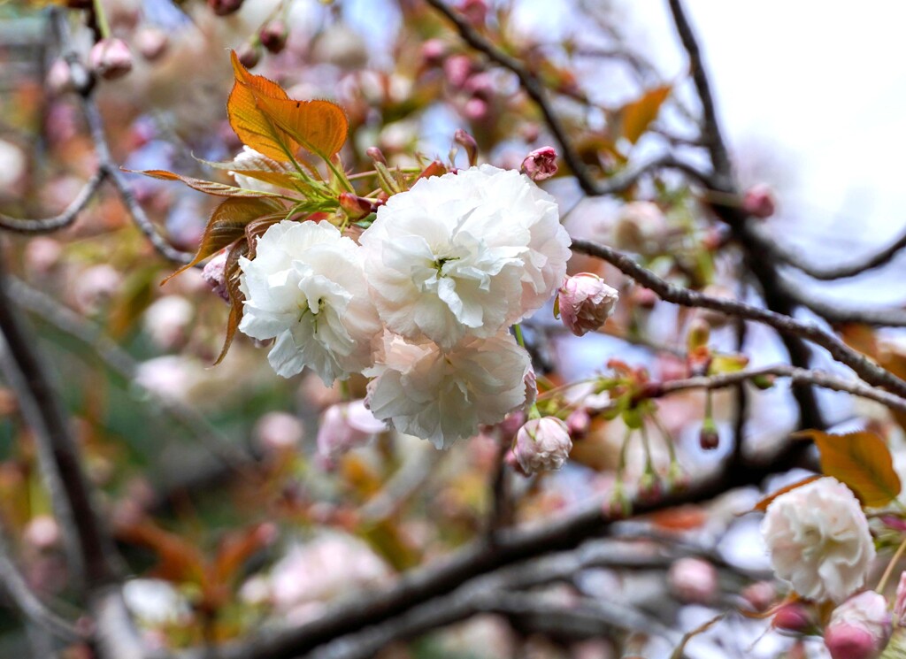 八重桜③