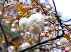 八重桜③