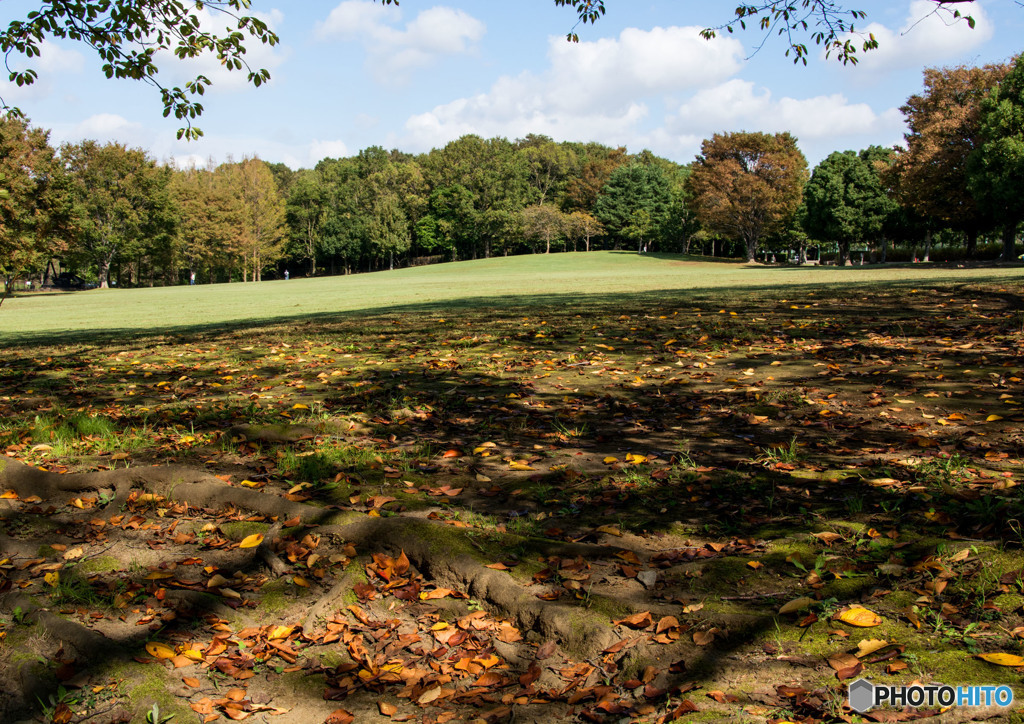 公園の秋
