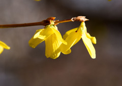 春は黄色い花から①