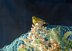 可愛い花泥棒②