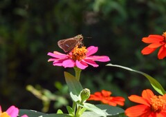 セセリチョウ②