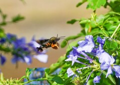 ホシホウジャク①