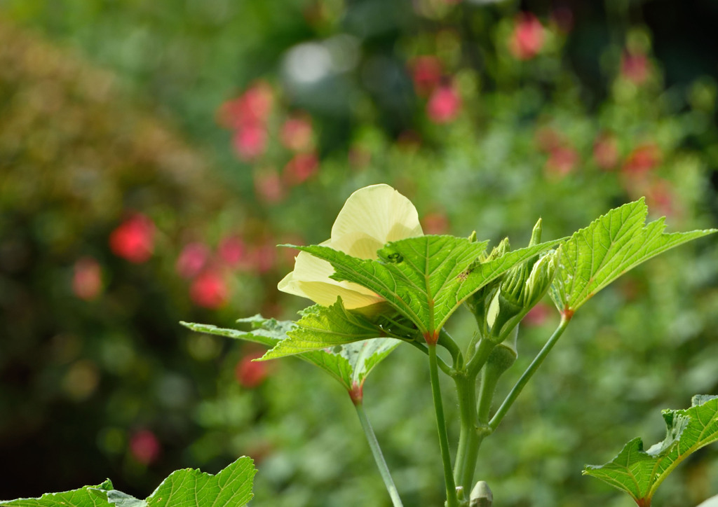 オクラの花②