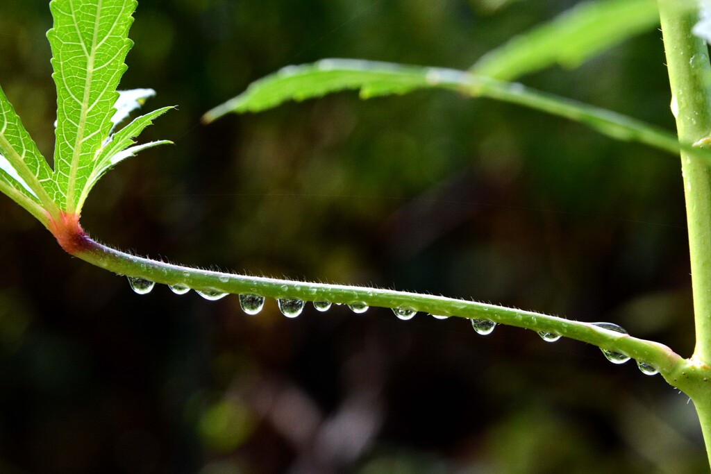 雨上がりの朝