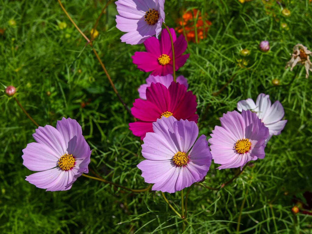 コスモスの形②