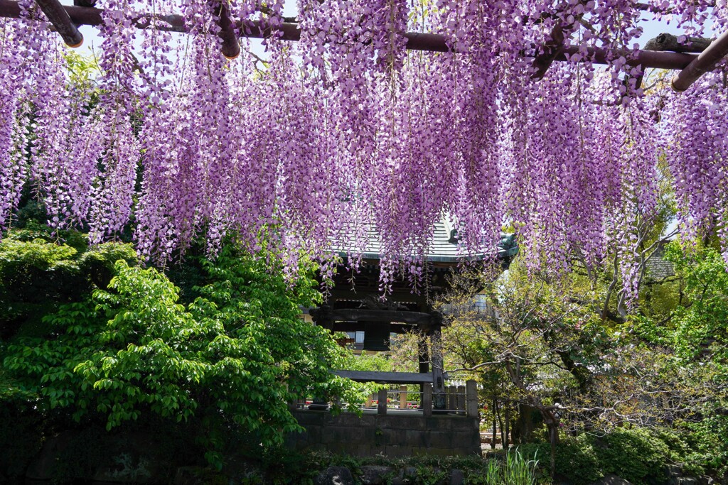 見頃のフジ②