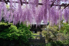 見頃のフジ②