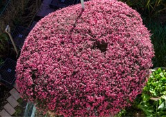 ギョリュウバイ俯瞰