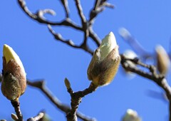 定点撮影のハクモクレン①
