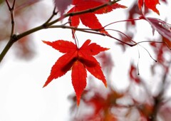 近郊公園の紅葉①