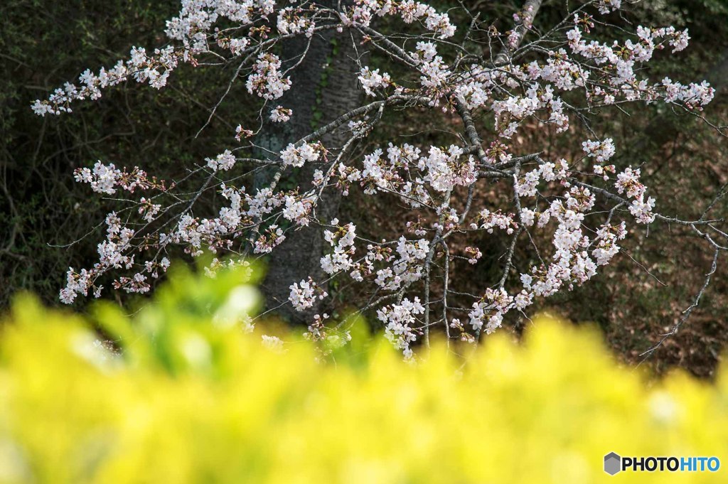 隣の桜